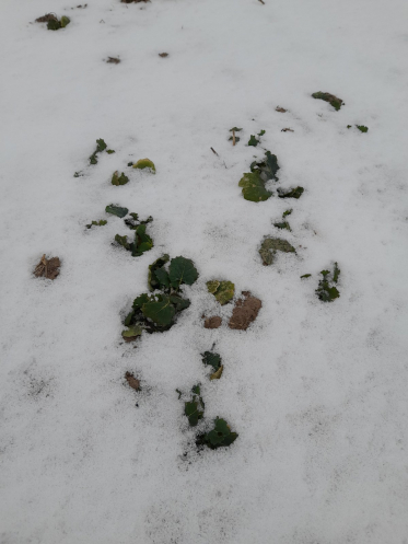 IMG 348d3651e23f015e17838973c5665dbf V